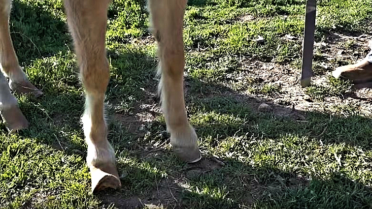 Pony receiving hoof care from professional farrier