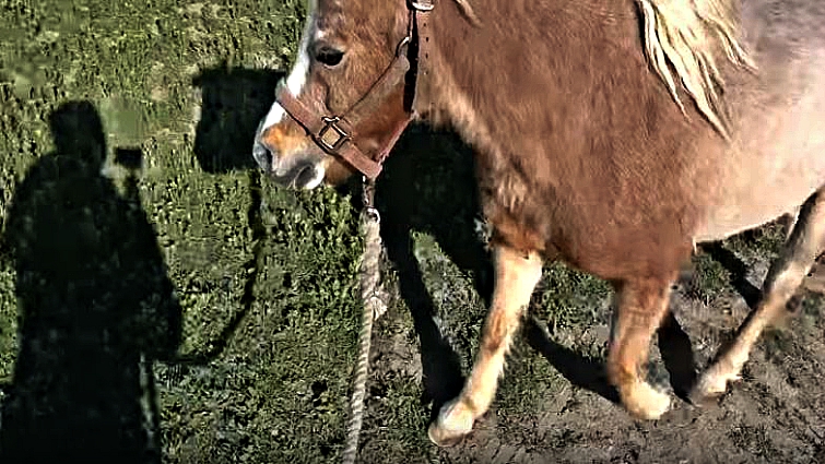 Pony showing improved hoof condition after professional care