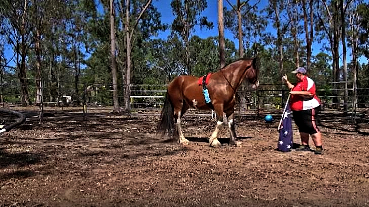 Buddy the patriotic Clydesdale horse