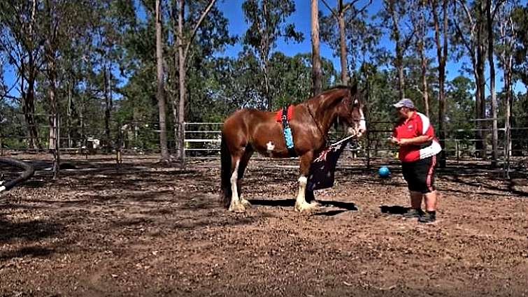 Marg Kemp with her Clydesdale horses
