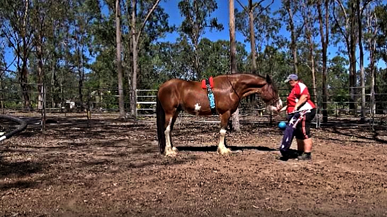Clydesdale horse showing patriotic spirit