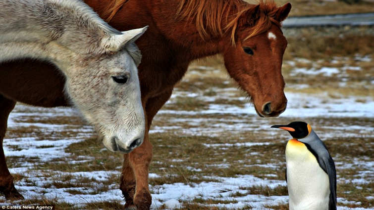 Horses meeting penguin