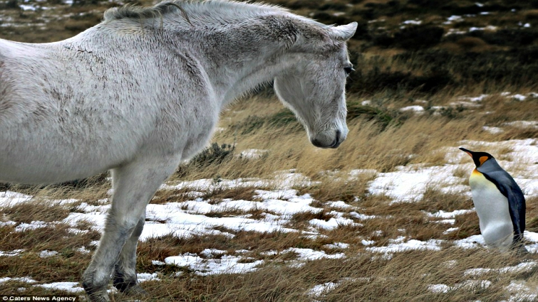 Horse and penguin bonding