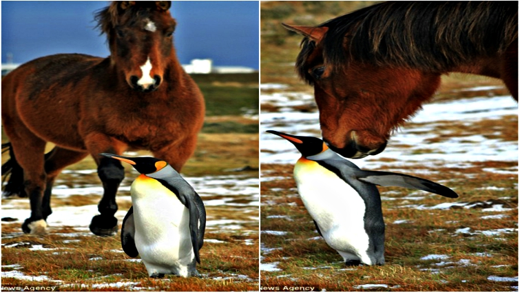 Horses and penguin together