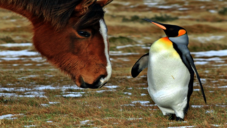 Penguin with horse herd