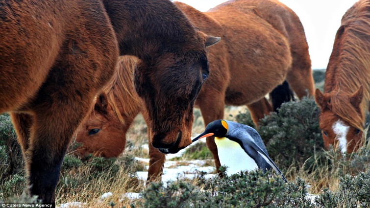 Horses and penguin friendship