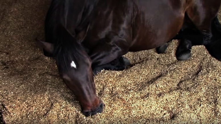 Horses sleeping peacefully in barn