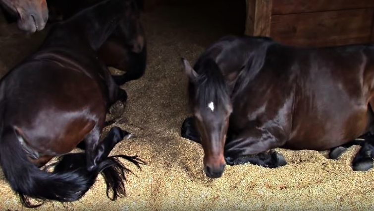Close-up of resting horse at Equinisity