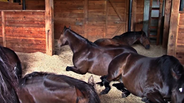 Herd of horses resting together