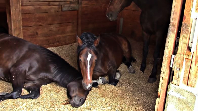 Horses napping together in barn at Equinisity retreat