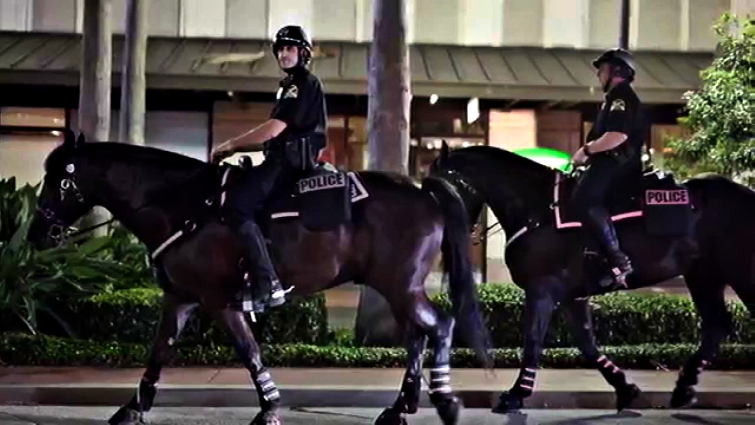 Jacob the police horse