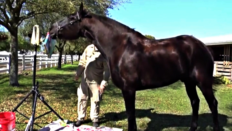 Jacob the police horse on patrol