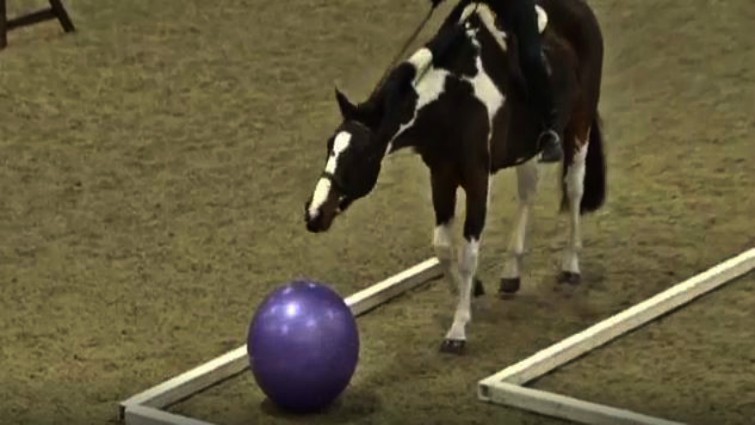 Pie's trail course performance