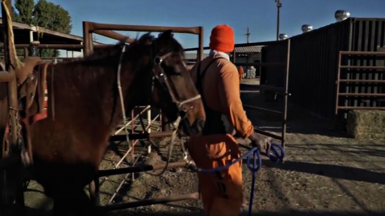 Wild horse being gentled by inmate