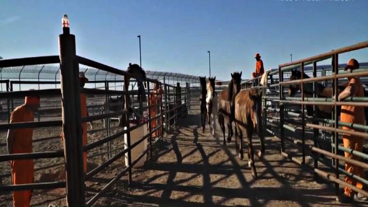 Inmate working with wild horse rehabilitation