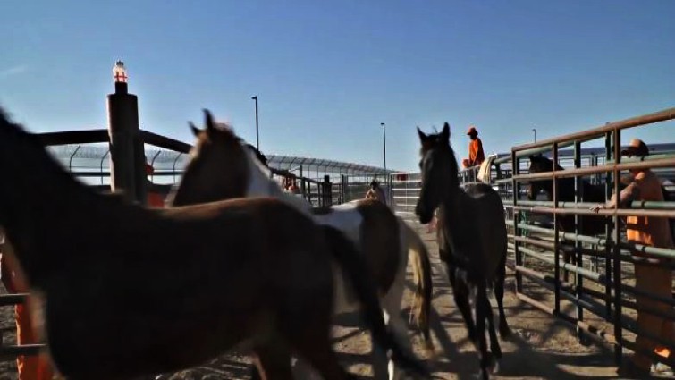 Prison horse gentling program success