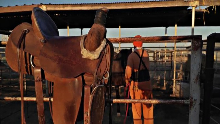 Wild horse success transformation