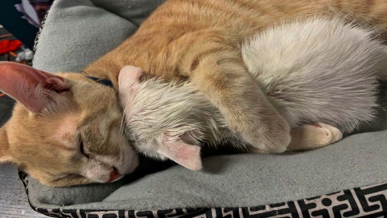 Happy rescued animals finding new homes