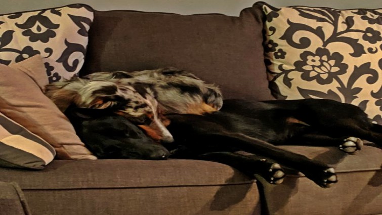 Adopted rescue animal thriving in new home