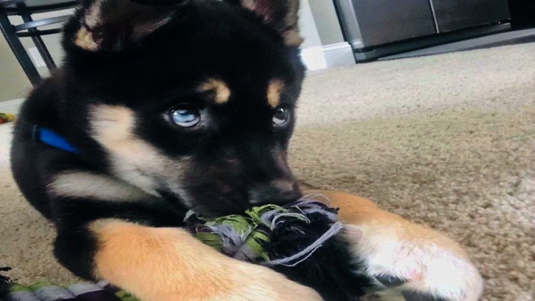 Rescued pets celebrating their new beginning