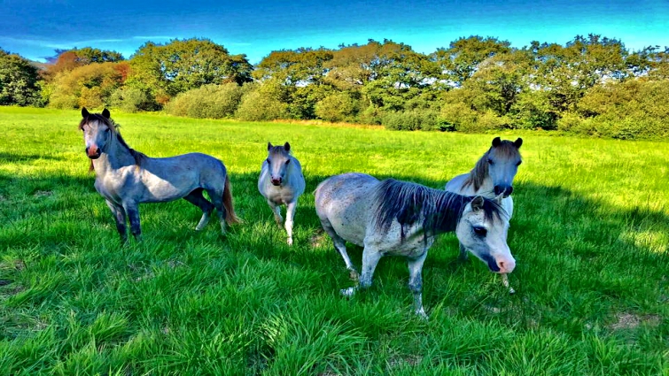 Caring for sanctuary horses