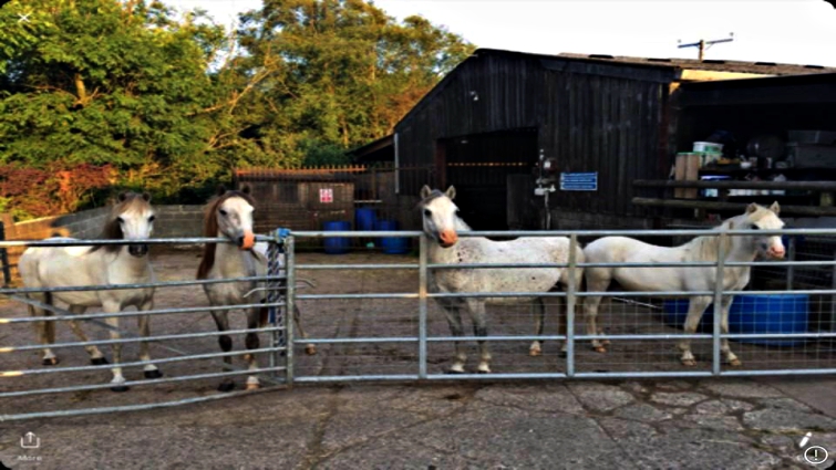 Horses recovering at sanctuary