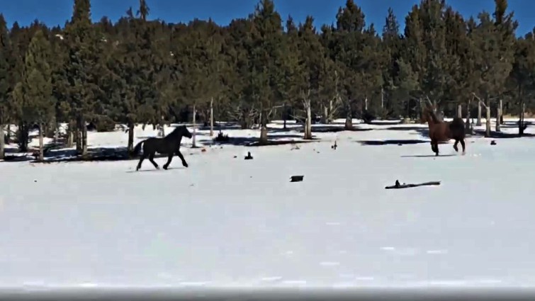 Wild horse Goliath