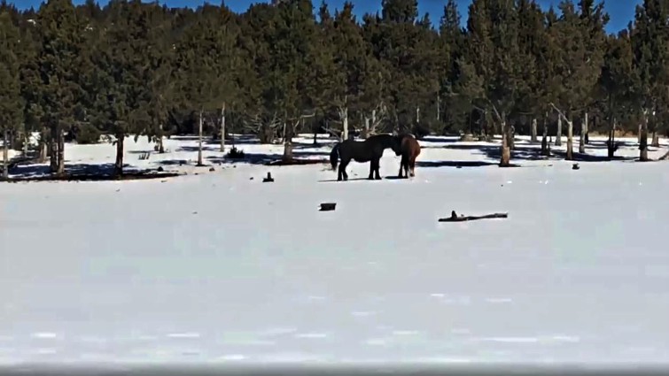 Red Lady wild horse