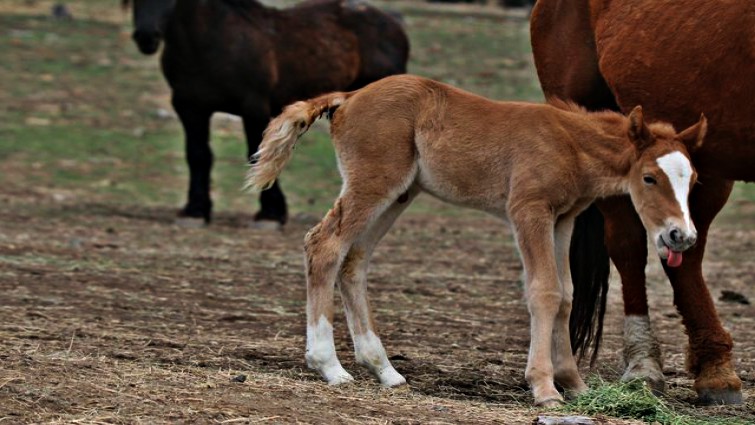 Wild horse foal with parents