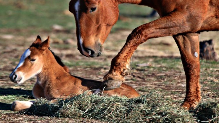 Wild horse family at sanctuary