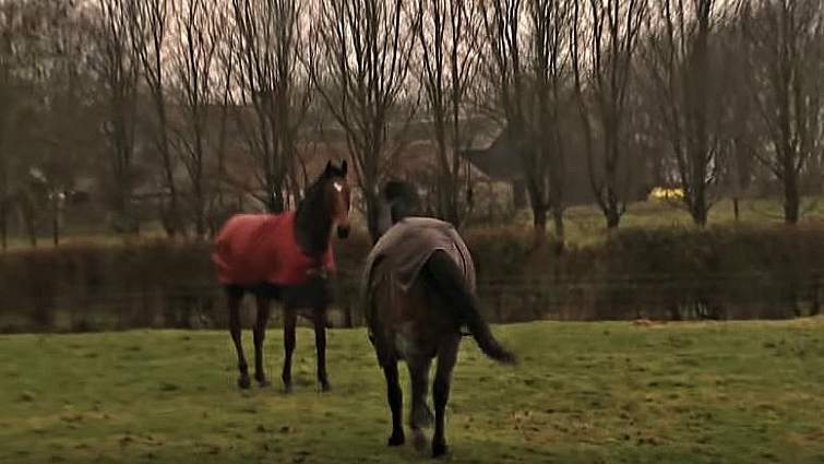 Horses reuniting after years apart