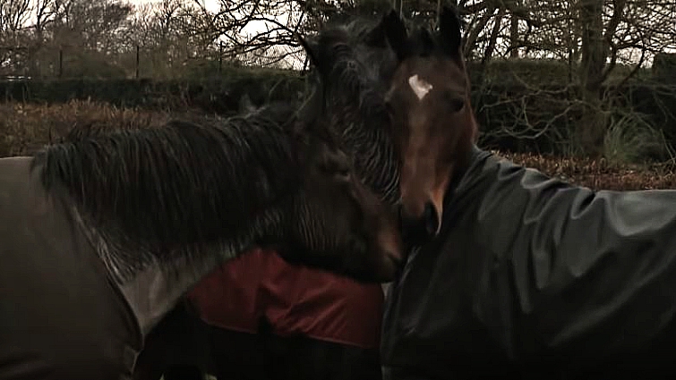 Two horses touching noses in recognition