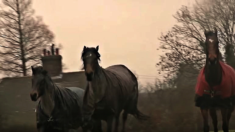 Horses grazing together after reunion