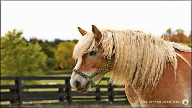 Barbie the rescued horse at Dog Tales Sanctuary