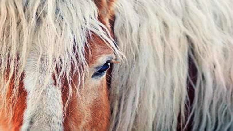 Barbie during her recovery at the sanctuary