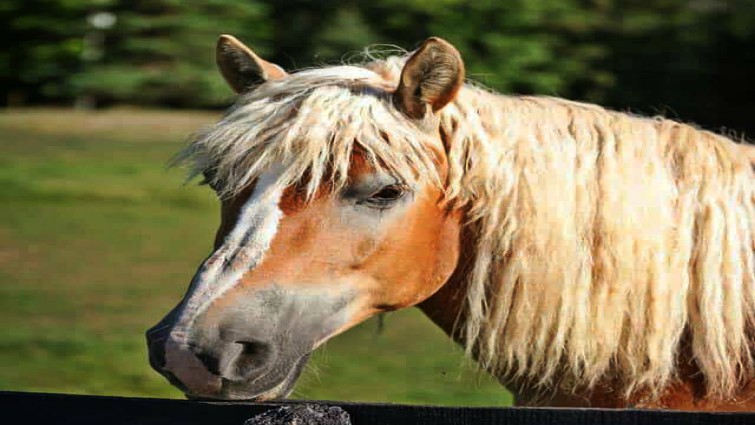 Barbie's happy ending at the sanctuary