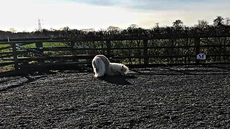 Teddy the Shetland pony rolling in the grass