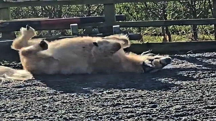 Shetland pony enjoying playtime rolling