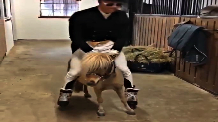 Roller skating with horses