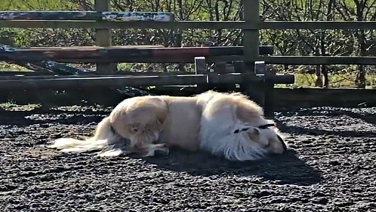 Happy Teddy the Shetland rolling over