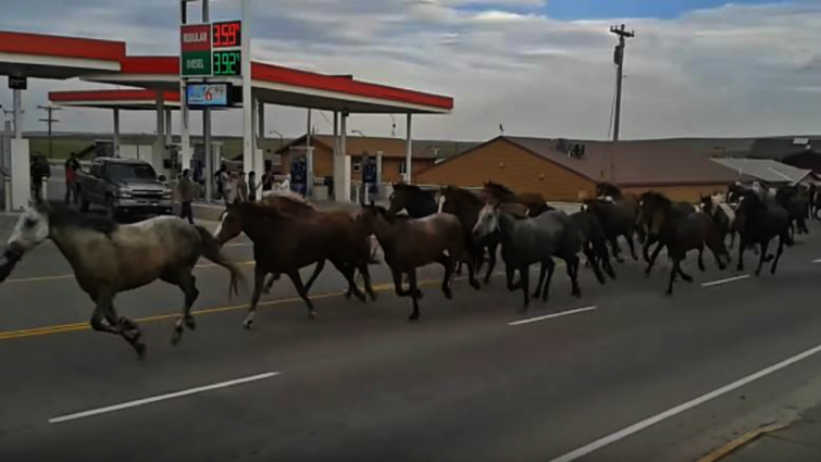 Large herd of horses