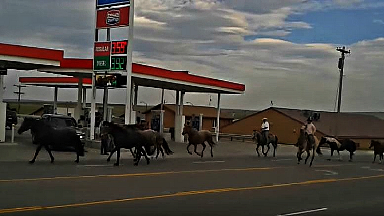 Horses in safe environment
