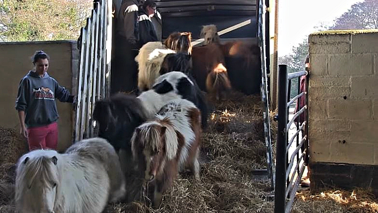 Rescued Shetland ponies