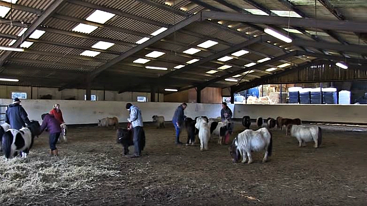 Shetland ponies at sanctuary