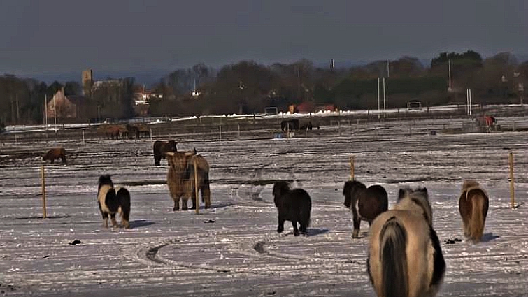 Rescued Shetland pony family