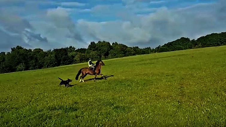 Horse and rider during incident