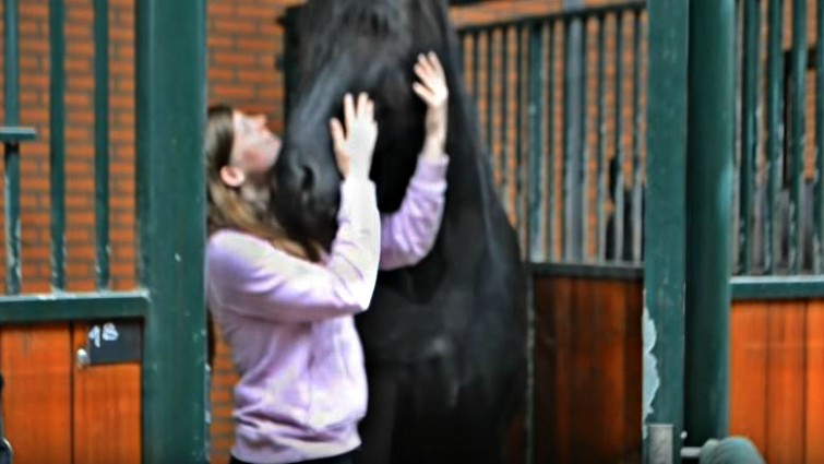 Young girl with Friesian horse
