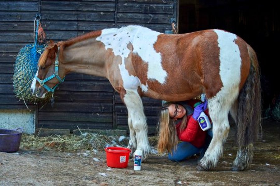 Equine health and wellness