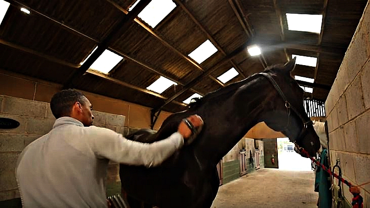 Agricola the royal guard horse