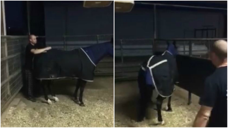 Horse scratching